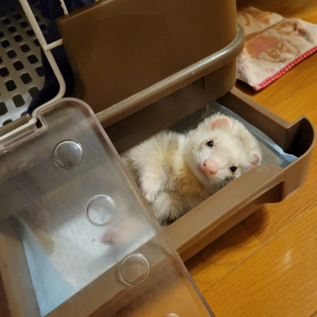 なぜフェレットはトイレで寝るのか・・・